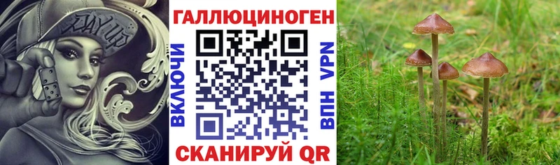 что такое   блэк спрут ТОР  Псилоцибиновые грибы Psilocybe  Шумерля 
